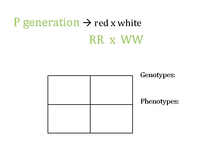 P generation red x white RR x WW Genotypes: Phenotypes: 