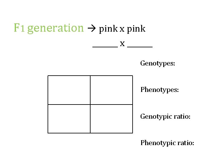 F 1 generation pink x pink _______ x _______ Genotypes: Phenotypes: Genotypic ratio: Phenotypic