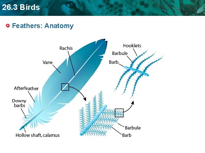 26. 3 Birds Feathers: Anatomy 