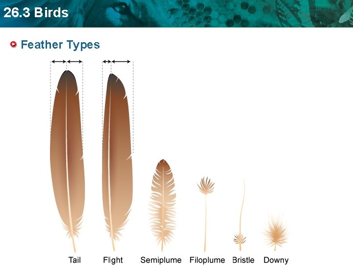 26. 3 Birds Feather Types 