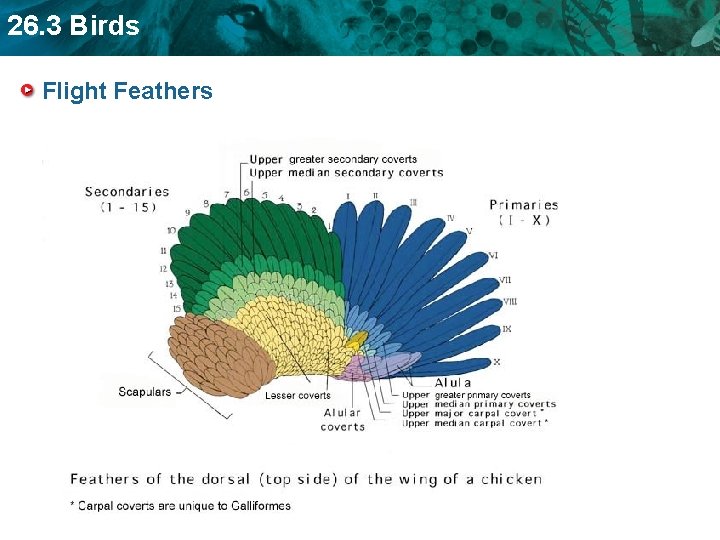 26. 3 Birds Flight Feathers 