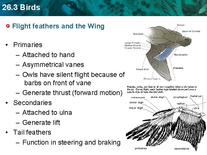 26. 3 Birds Flight feathers and the Wing • Primaries – Attached to hand