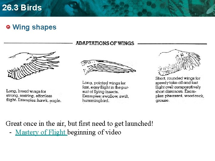 26. 3 Birds Wing shapes Great once in the air, but first need to