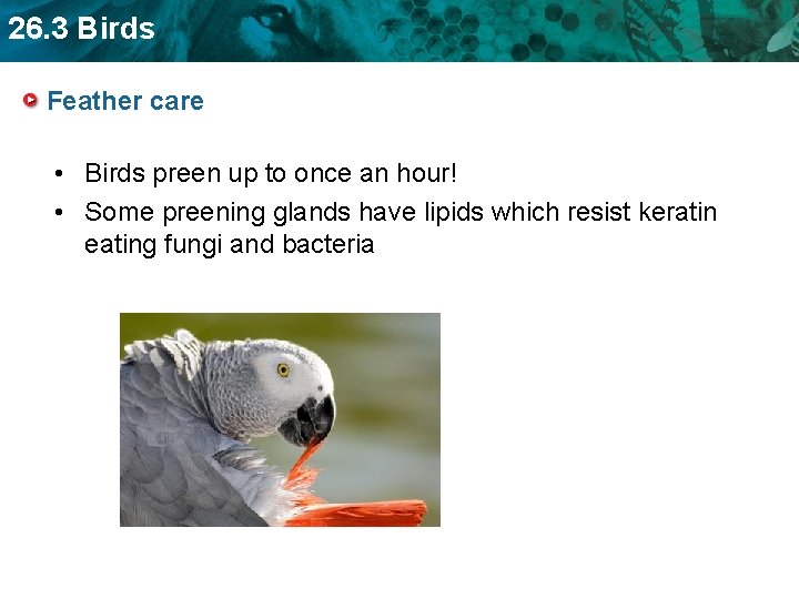 26. 3 Birds Feather care • Birds preen up to once an hour! •