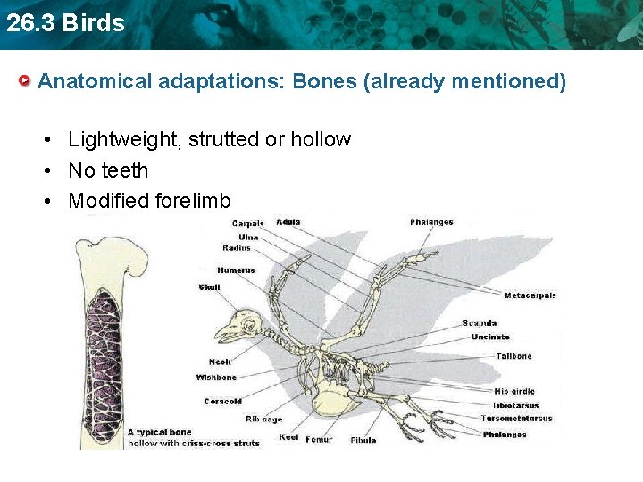 26. 3 Birds Anatomical adaptations: Bones (already mentioned) • Lightweight, strutted or hollow •