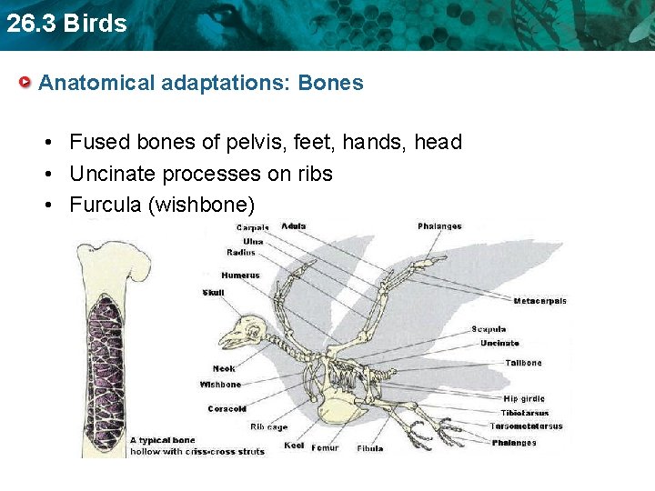 26. 3 Birds Anatomical adaptations: Bones • Fused bones of pelvis, feet, hands, head