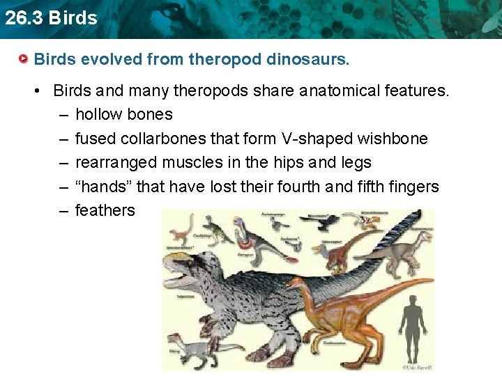 26. 3 Birds evolved from theropod dinosaurs. • Birds and many theropods share anatomical