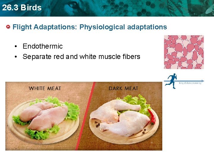 26. 3 Birds Flight Adaptations: Physiological adaptations • Endothermic • Separate red and white