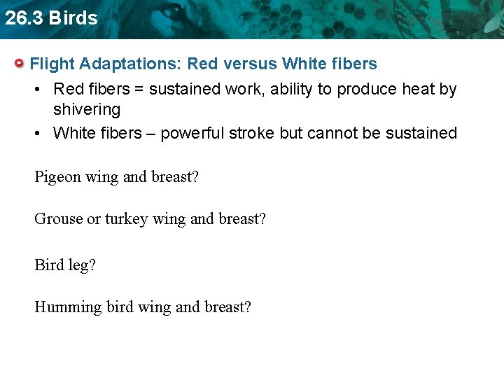 26. 3 Birds Flight Adaptations: Red versus White fibers • Red fibers = sustained