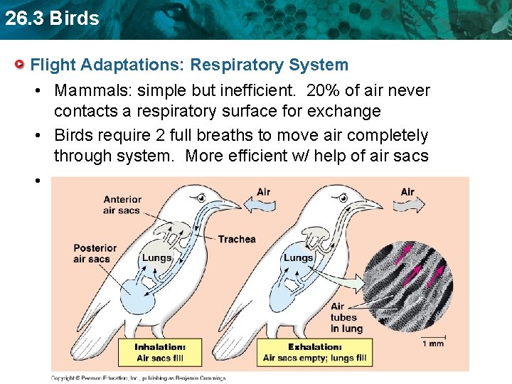 26. 3 Birds Flight Adaptations: Respiratory System • Mammals: simple but inefficient. 20% of