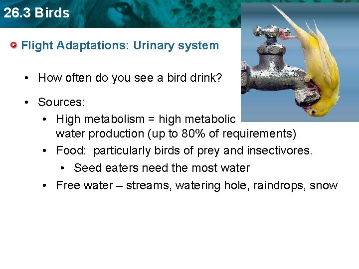 26. 3 Birds Flight Adaptations: Urinary system • How often do you see a