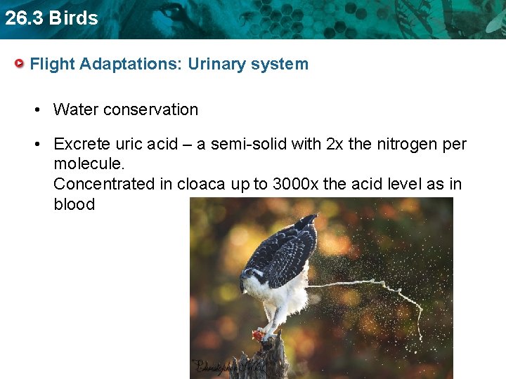 26. 3 Birds Flight Adaptations: Urinary system • Water conservation • Excrete uric acid