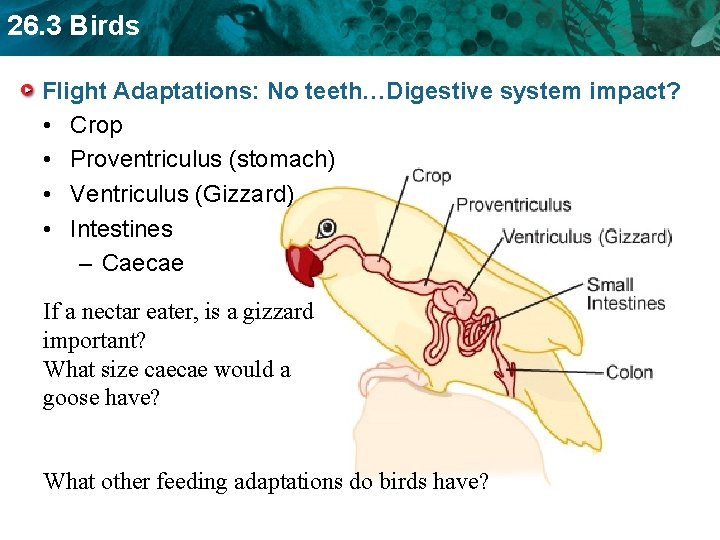 26. 3 Birds Flight Adaptations: No teeth…Digestive system impact? • Crop • Proventriculus (stomach)