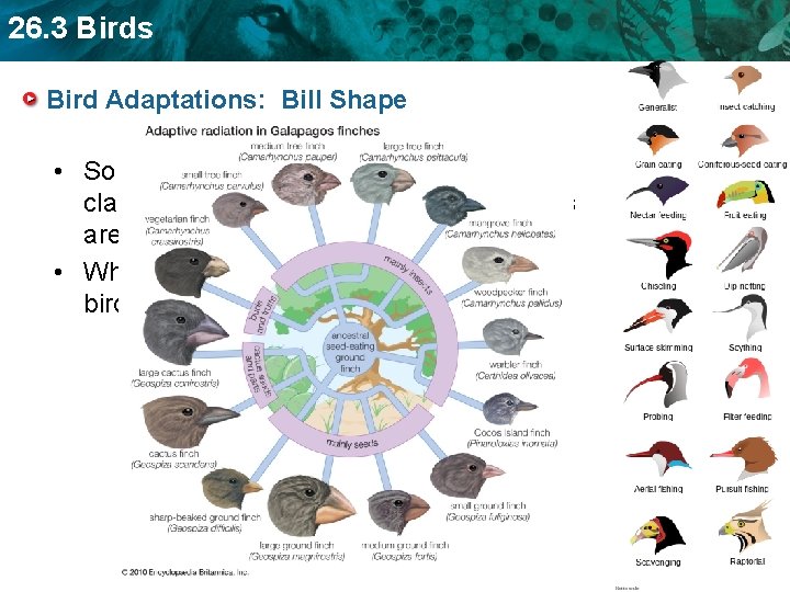26. 3 Birds Bird Adaptations: Bill Shape • So important that this is one