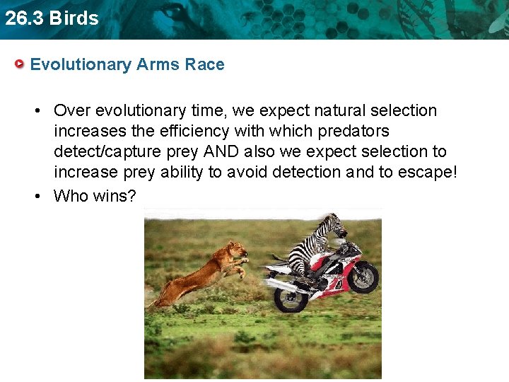 26. 3 Birds Evolutionary Arms Race • Over evolutionary time, we expect natural selection