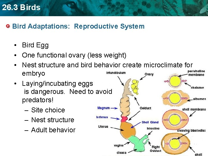 26. 3 Birds Bird Adaptations: Reproductive System • Bird Egg • One functional ovary