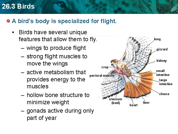 26. 3 Birds A bird’s body is specialized for flight. • Birds have several