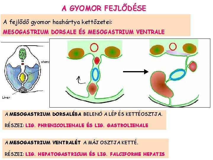 A GYOMOR FEJLŐDÉSE A fejlődő gyomor hashártya kettőzetei: MESOGASTRIUM DORSALE ÉS MESOGASTRIUM VENTRALE A