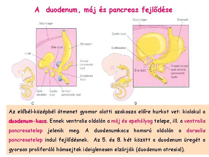A duodenum, máj és pancreas fejlődése Az előbél-középbél átmenet gyomor alatti szakasza előre hurkot