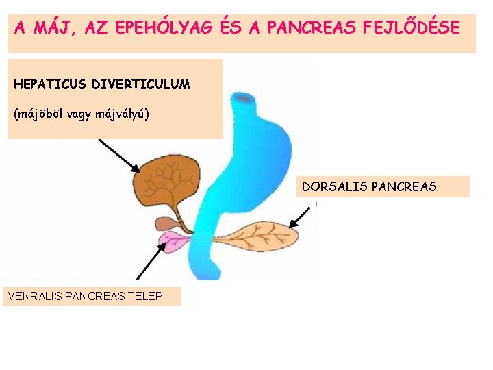 A MÁJ, AZ EPEHÓLYAG ÉS A PANCREAS FEJLŐDÉSE HEPATICUS DIVERTICULUM (májöböl vagy májvályú) DORSALIS