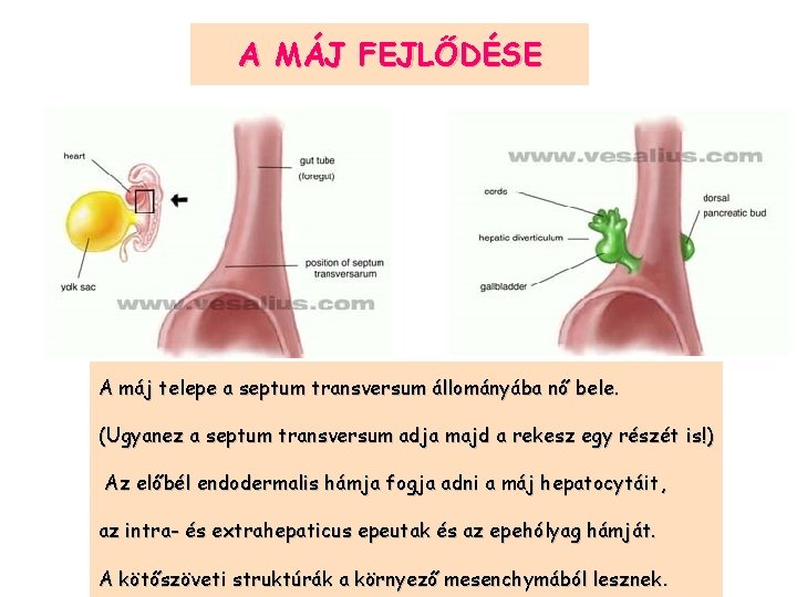 A MÁJ FEJLŐDÉSE A máj telepe a septum transversum állományába nő bele. (Ugyanez a