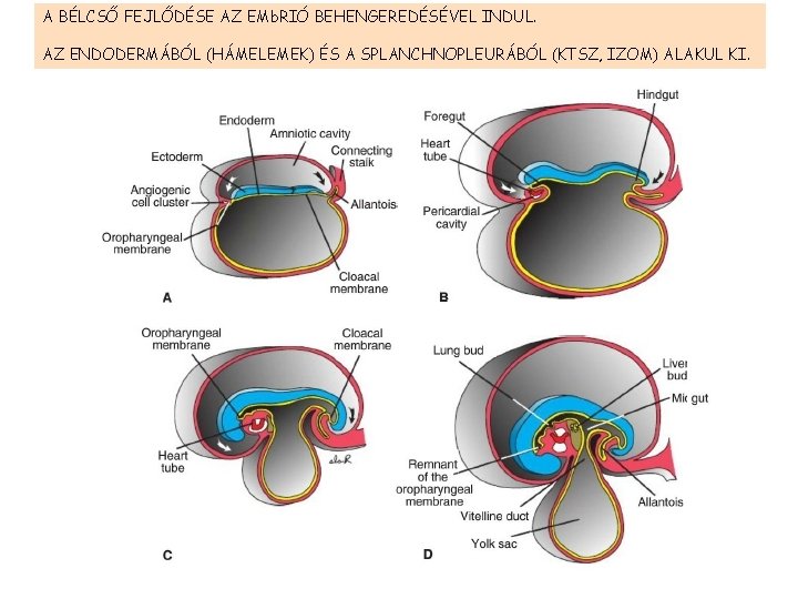 A BÉLCSŐ FEJLŐDÉSE AZ EMb. RIÓ BEHENGEREDÉSÉVEL INDUL. AZ ENDODERMÁBÓL (HÁMELEMEK) ÉS A SPLANCHNOPLEURÁBÓL