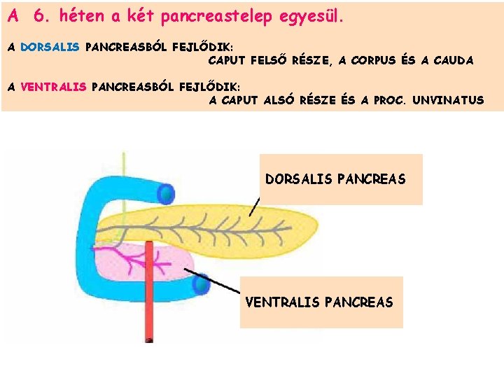 A 6. héten a két pancreastelep egyesül. A DORSALIS PANCREASBÓL FEJLŐDIK: CAPUT FELSŐ RÉSZE,