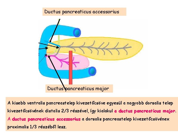 Ductus pancreaticus accessorius Ductus pancreaticus major A kisebb ventralis pancreastelep kivezetőcsöve egyesül a nagyobb