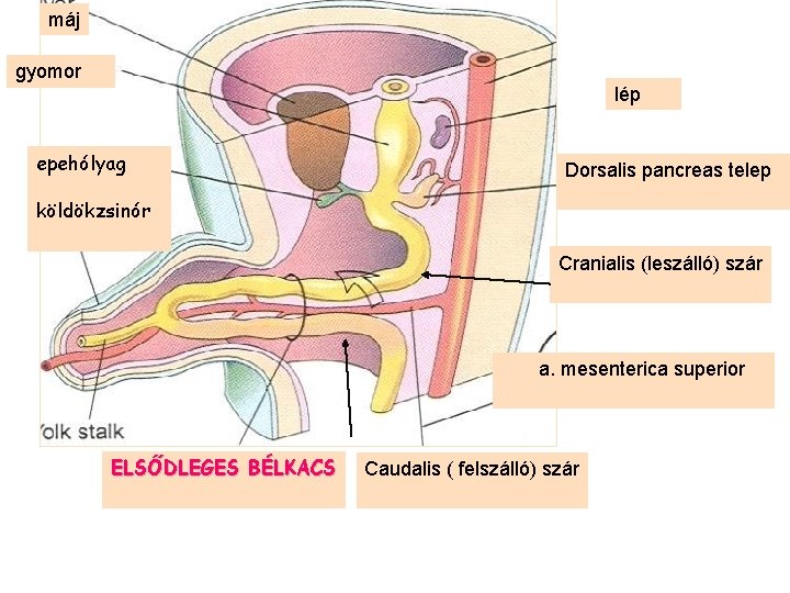 máj gyomor lép epehólyag Dorsalis pancreas telep köldökzsinór Cranialis (leszálló) szár a. mesenterica superior