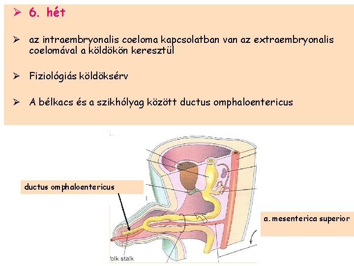 Ø 6. hét Ø az intraembryonalis coeloma kapcsolatban van az extraembryonalis coelomával a köldökön