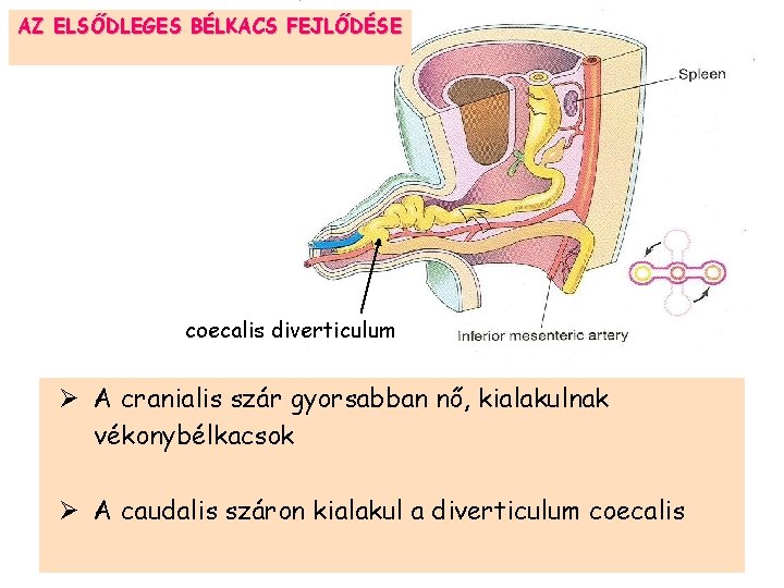 AZ ELSŐDLEGES BÉLKACS FEJLŐDÉSE coecalis diverticulum Ø A cranialis szár gyorsabban nő, kialakulnak vékonybélkacsok