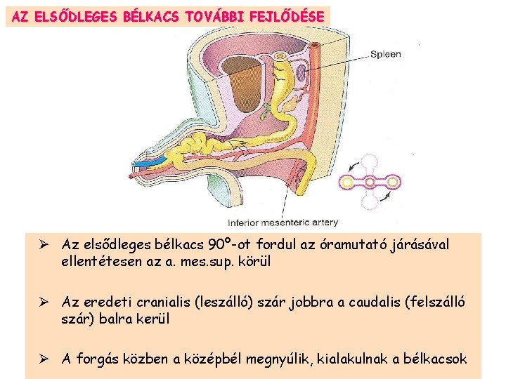 AZ ELSŐDLEGES BÉLKACS TOVÁBBI FEJLŐDÉSE Ø Az elsődleges bélkacs 90º-ot fordul az óramutató járásával