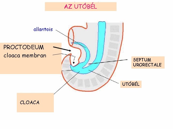 AZ UTÓBÉL PROCTODEUM cloaca membran SEPTUM URORECTALE UTÓBÉL CLOACA 