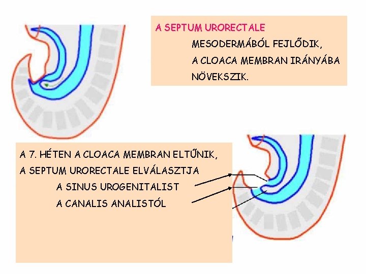 A SEPTUM URORECTALE MESODERMÁBÓL FEJLŐDIK, A CLOACA MEMBRAN IRÁNYÁBA NÖVEKSZIK. A 7. HÉTEN A