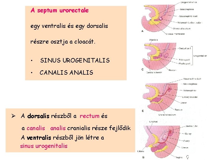 A septum urorectale egy ventralis és egy dorsalis részre osztja a cloacát. • SINUS