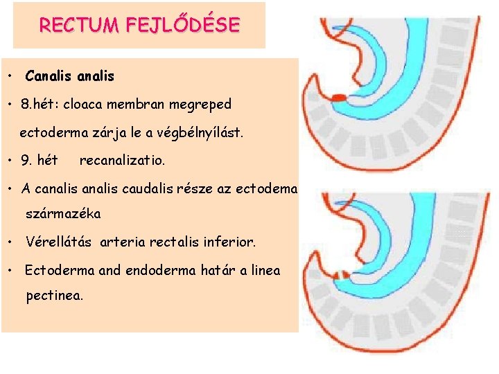 RECTUM FEJLŐDÉSE • Canalis • 8. hét: cloaca membran megreped ectoderma zárja le a