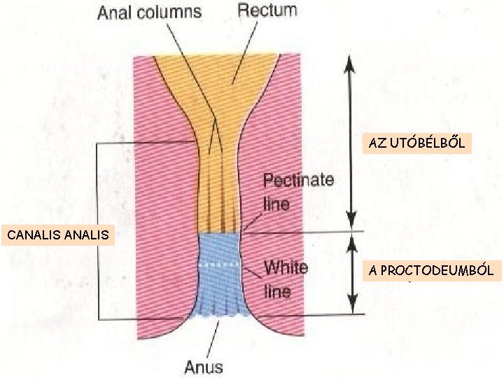 AZ UTÓBÉLBŐL CANALIS A PROCTODEUMBÓL 