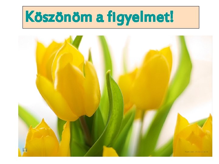 Köszönöm a figyelmet! 