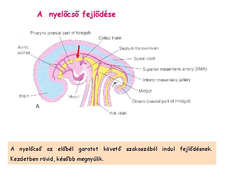 A nyelőcső fejlődése A nyelőcső az előbél garatot követő szakaszából indul fejlődésnek. Kezdetben rövid,