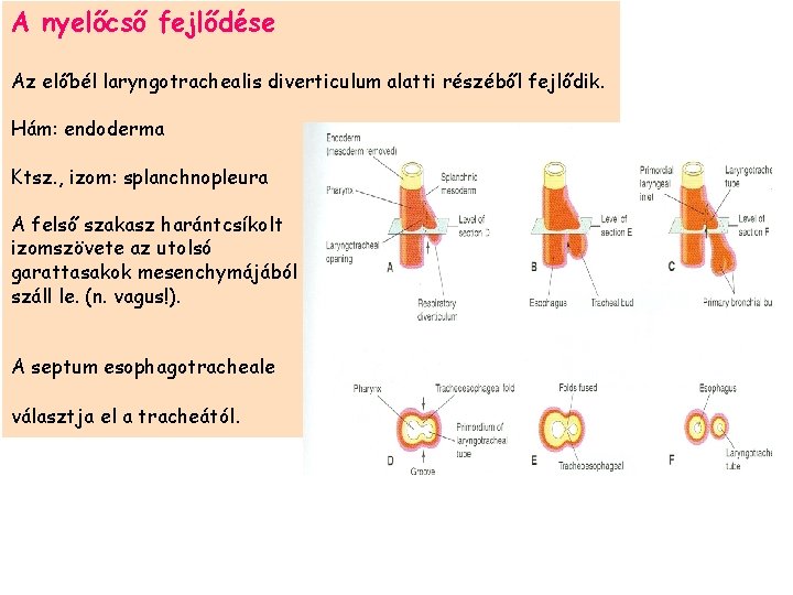 A nyelőcső fejlődése Az előbél laryngotrachealis diverticulum alatti részéből fejlődik. Hám: endoderma Ktsz. ,