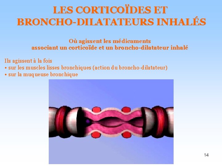 LES CORTICOÏDES ET BRONCHO-DILATATEURS INHALÉS Où agissent les médicaments associant un corticoïde et un