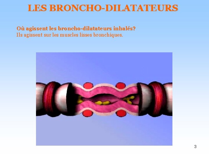 LES BRONCHO-DILATATEURS Où agissent les broncho-dilatateurs inhalés? Ils agissent sur les muscles lisses bronchiques.