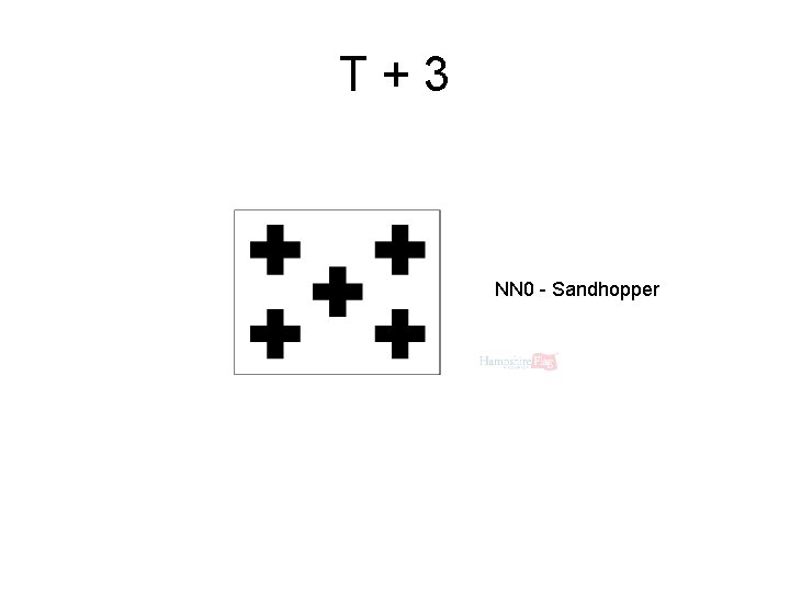 T+3 NN 0 - Sandhopper 