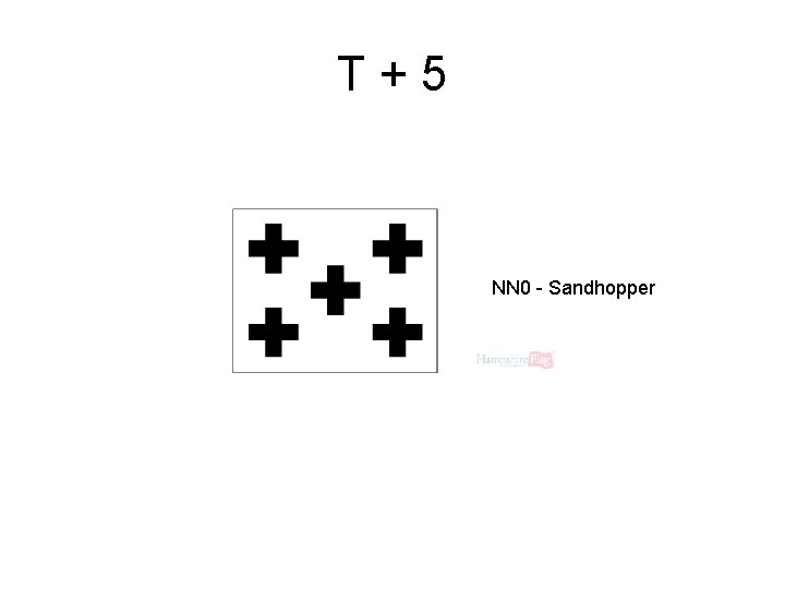 T+5 NN 0 - Sandhopper 