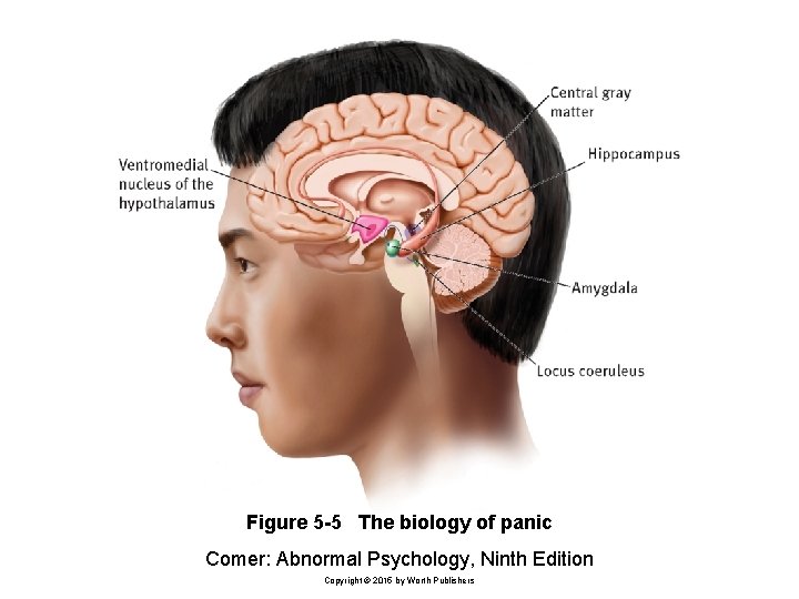 Figure 5 -5 The biology of panic Comer: Abnormal Psychology, Ninth Edition Copyright ©