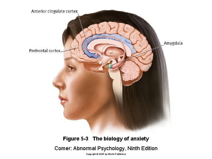 Figure 5 -3 The biology of anxiety Comer: Abnormal Psychology, Ninth Edition Copyright ©