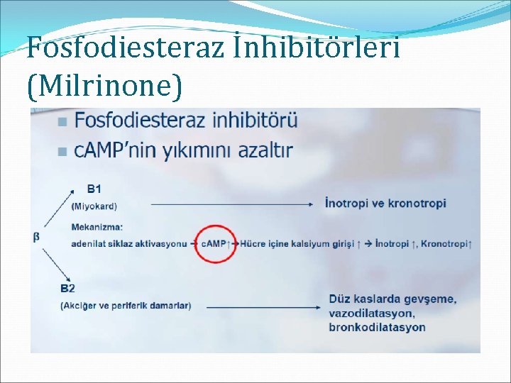 Fosfodiesteraz İnhibitörleri (Milrinone) 