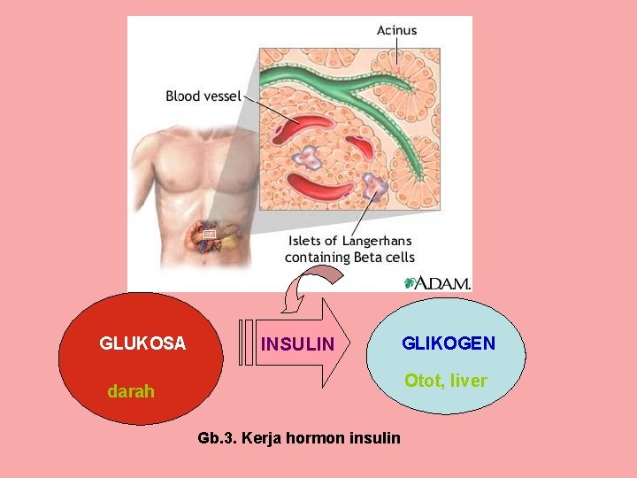 GLUKOSA INSULIN GLIKOGEN Otot, liver darah Gb. 3. Kerja hormon insulin GLUKOSA INSULIN GLIKOGEN Otot, liver darah Gb. 3. Kerja hormon insulin