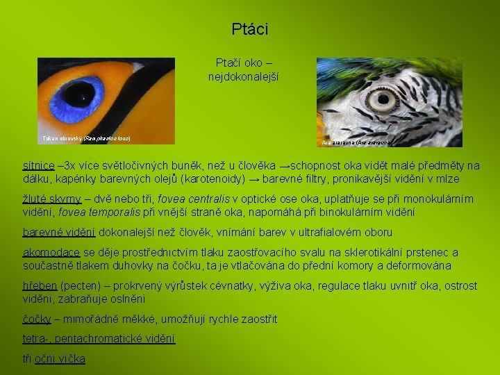 Ptáci Ptačí oko – nejdokonalejší Tukan obrovský (Ramphastos toco) Ara ararauna (Ara ararauna) sítnice