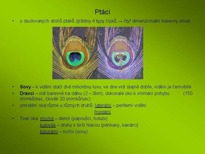 Ptáci • u studovaných druhů ptáků zjištěny 4 typy čípků → čtyř dimenzionální barevný